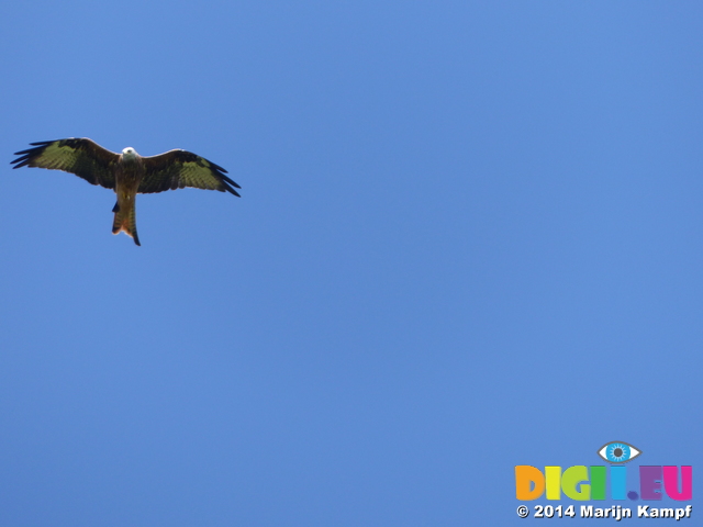 FZ008867 Red Kite (Milvus milvus)